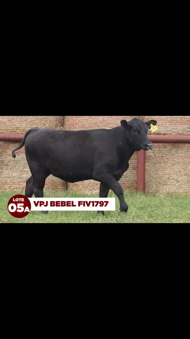 LOTE 05A: VPJ BEBEL FIV1797

VPJ BEBEL FIV1797 ENTREGA ALTA PERFORMANCE, CARCAÇAS DE QUALIDADE, HABILIDADE MATERNA E MUITA ADAPTAÇÃO. FILHA DE EWA PEYTON E VPJ BLACK CRISTAL BLUEST