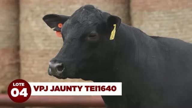 LOTE 04 - VPJ JAUNTY TEI1640

ABSOLUTA EM QUALIDADE DE CARNE E CONSISTÊNCIA GENÉTICA!

Detentora do Selo Qualidade de Carne PROMEBO e do Selo CERTIFIED ANGUS BEEF.

VPJ JAUNTY TEI1