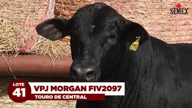LOTE 41 - VPJ MORGAN FIV2097. Primeiro filho de SKYHAWKS PRESIDENTE 23R6 em coleta no Brasil!

VPJ MORGAN FIV2097 transmite extremo ganho de peso, tanto na desmama quanto no sobrea