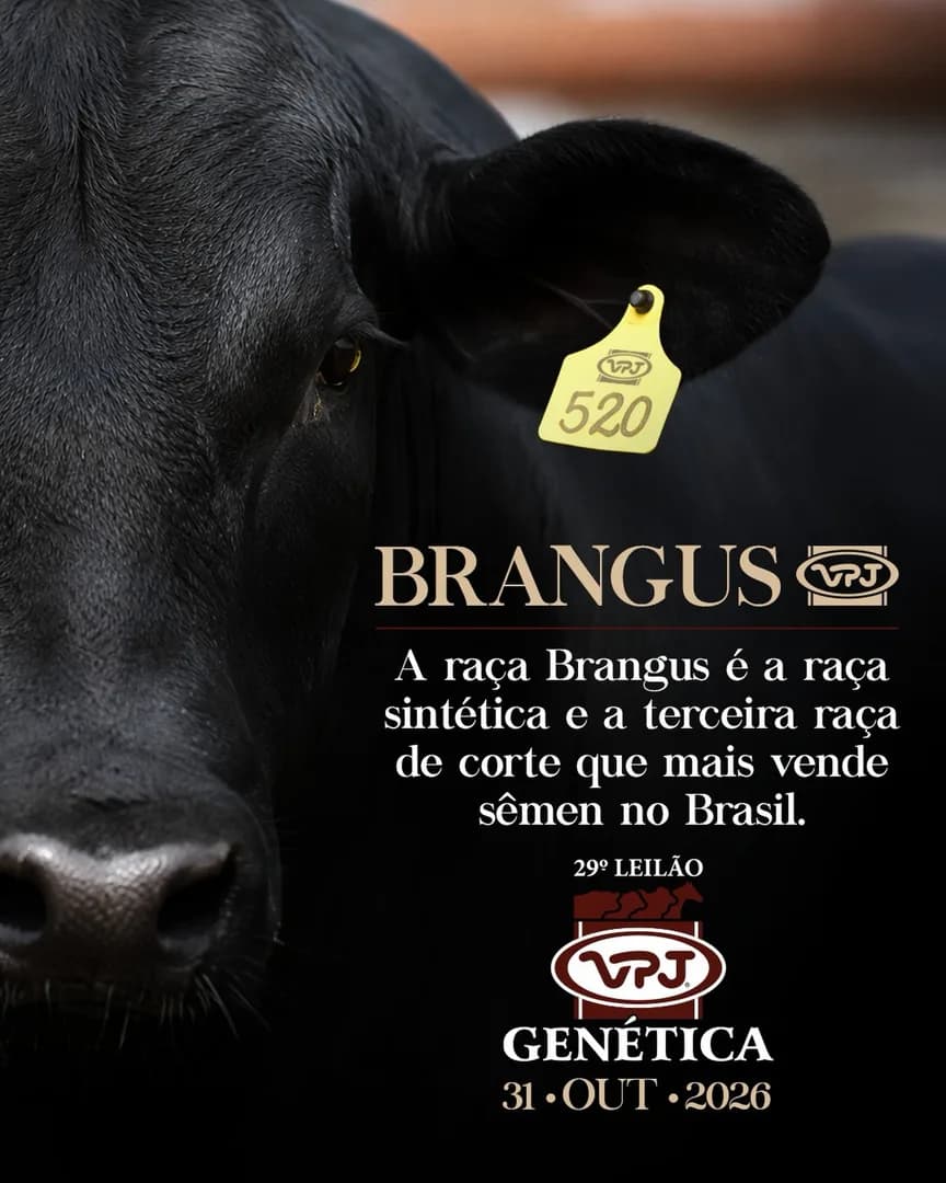 A raça Brangus é a raça sintética e a terceira raça de corte que mais vende sêmen no Brasil. Criada com sucesso nos quatro cantos do mundo, a raça BRANGUS é a opção de escolha para