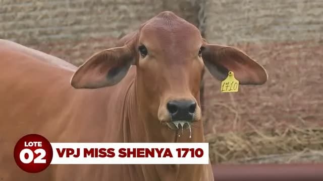 LOTE 02: VPJ MISS SHENYA 1710

VPJ MISS SHENYA 1710 é irmã própria de dois touros de central: VPJ GLOBO (GENEX) e VPJ CRONOS (ALTA GENETICS).

Sua mãe é uma doadora de destaque da