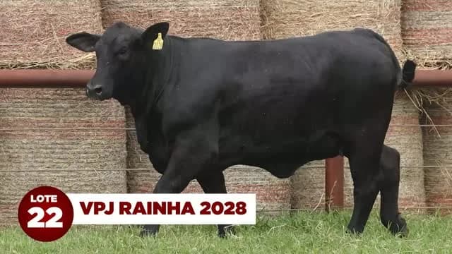 LOTE 22: VPJ RAINHA 2028

VPJ Rainha 2028 é filha da recordista de preços e líder de sumário Santa Cruz L900 LAN.F862 TE e neta da matriarca Santa Cruz F862!

Seus produtos nascem
