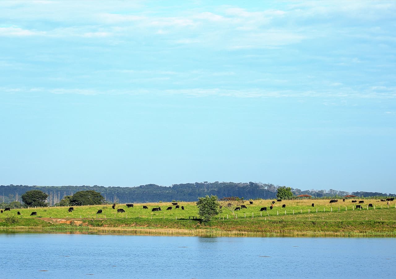 Fazenda Cardinal, Mococa, SP