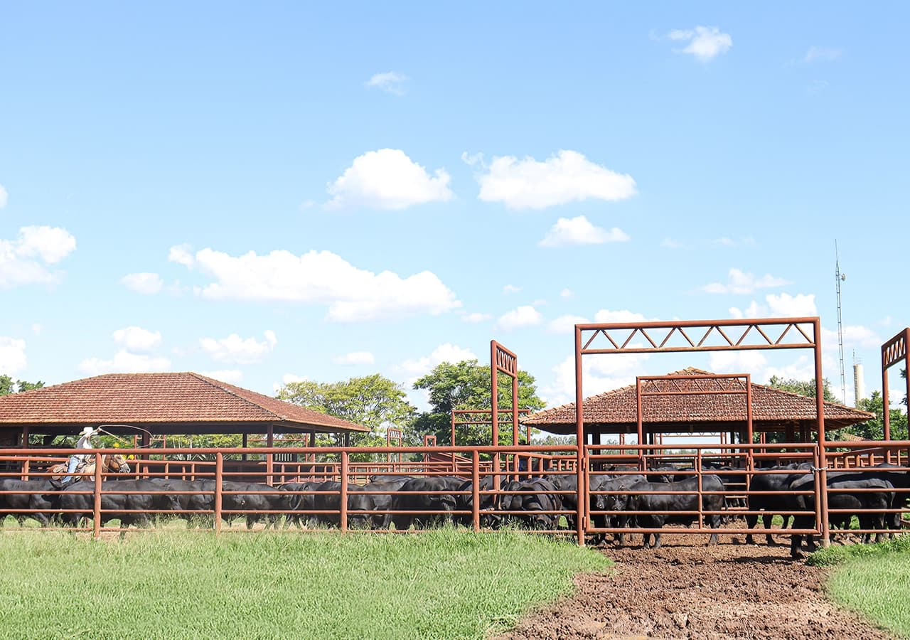 Fazenda Cardinal, Mococa, SP