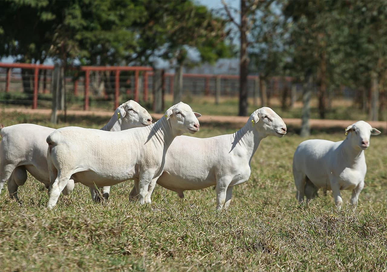Fazenda Cardinal, Mococa, SP