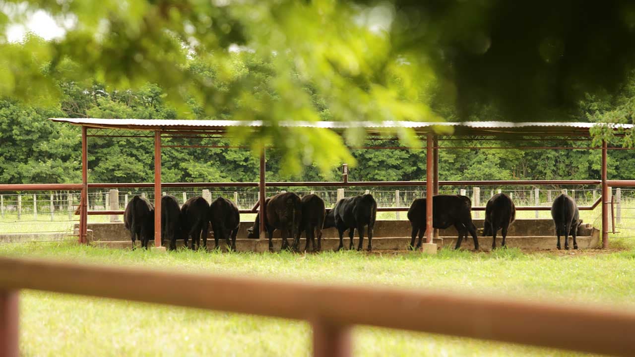 Fazenda Cardinal, Mococa, SP