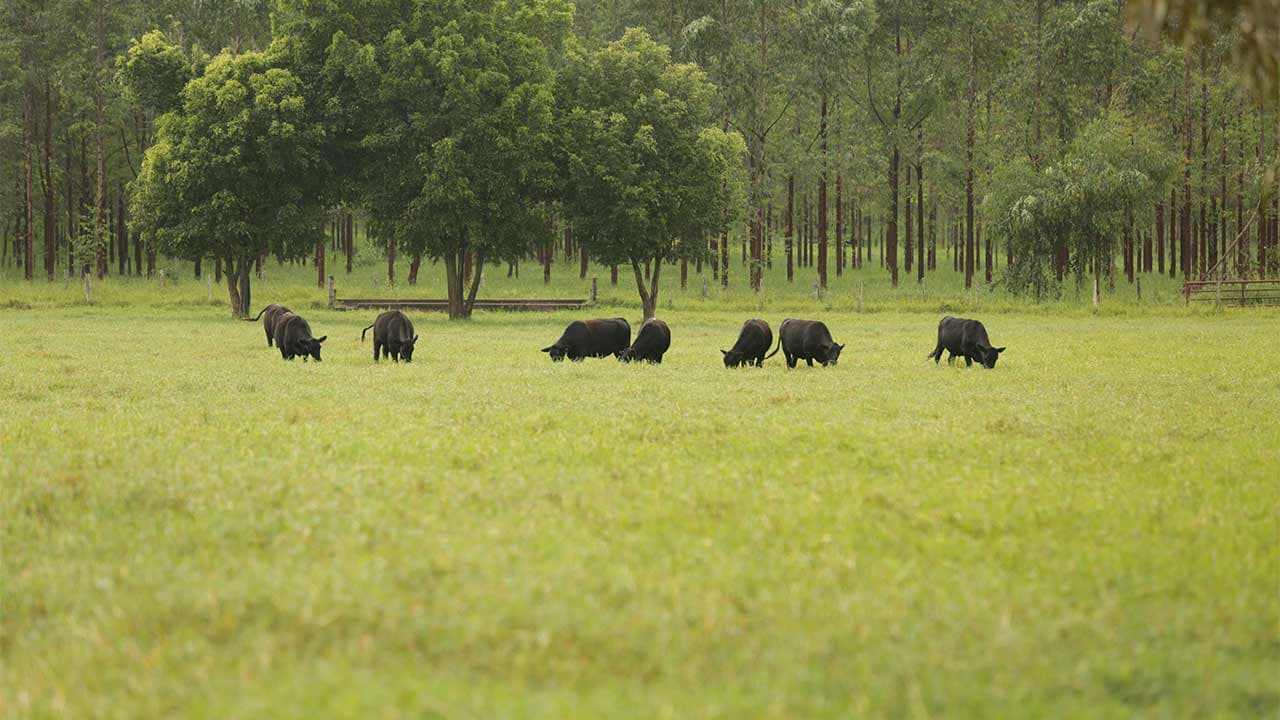 Fazenda Cardinal, Mococa, SP