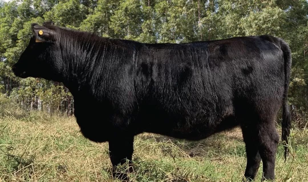 novilha angus vpj