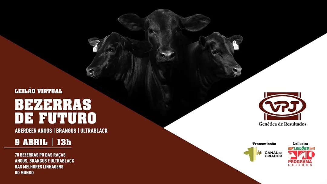 Cartaz do LEILÃO VIRTUAL BEZERRAS DE FUTURO