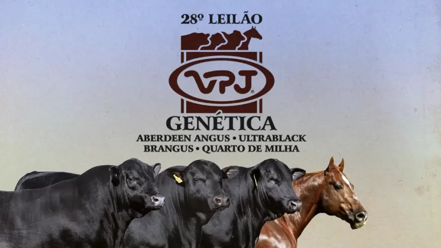 Banner - 28 Leilão - 1024x576 - Topo release