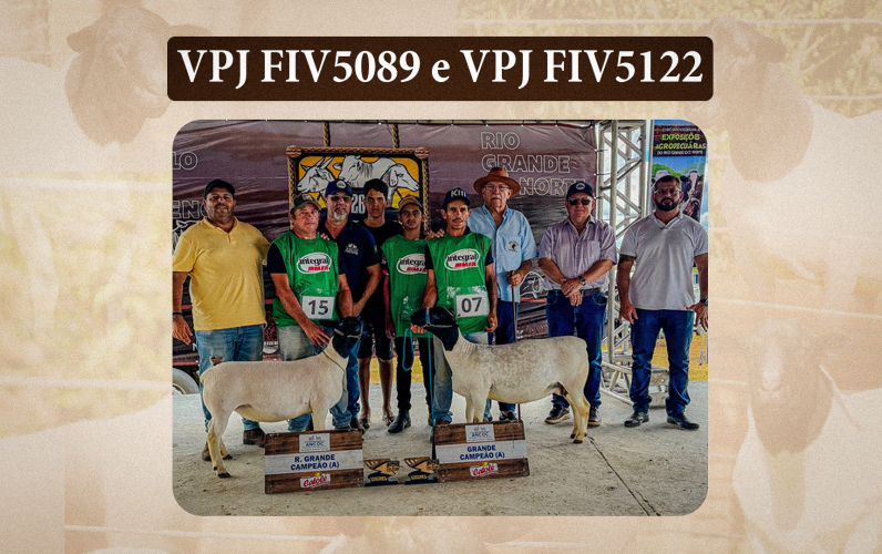 VPJ-Pecuária---Grande-reservada-campeã-Dorper2